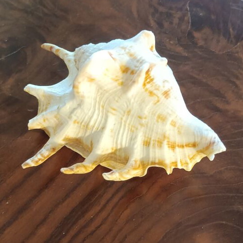 Lambis Lambis Spider Conch seashell new, 12.5 cm
