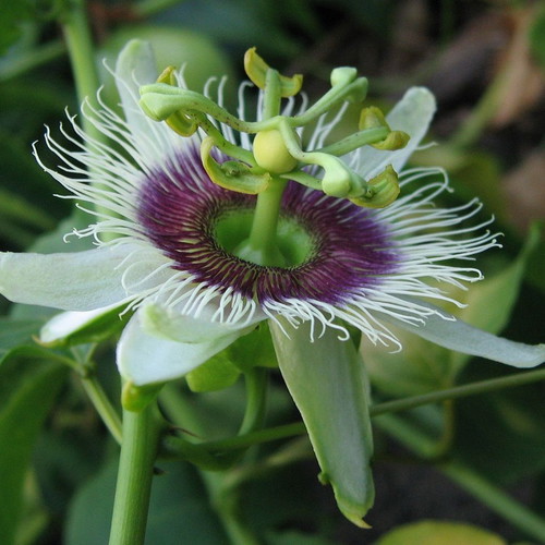 Passiflora Incarnata climbing plant seeds, 10 pcs