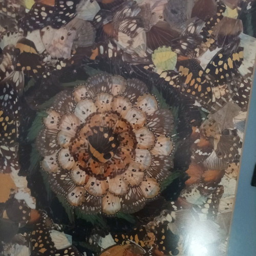 Wall art with African butterfly wing collage, set of 3