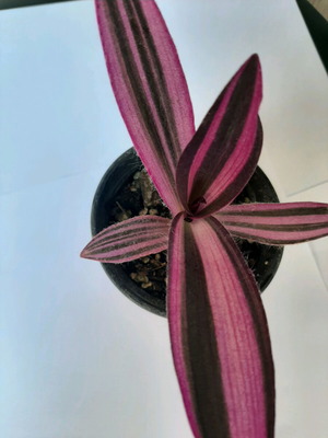 Tradescantia Pallida "Pink stripe" καινούργιο
