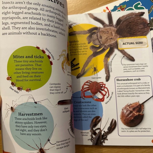 DK Findout set of books about animals, birds, bugs and reptiles brand new