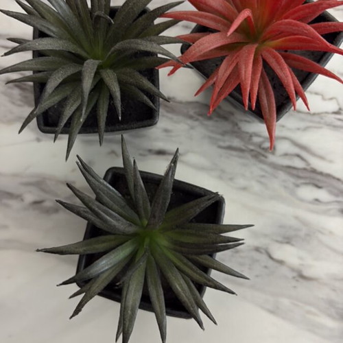 Set of 3 artificial Tillandsia air plants like new in black pots