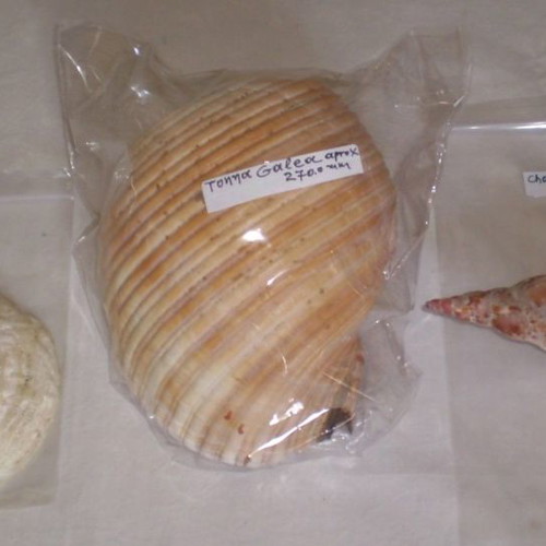 Natural sea shells used, collection of 137 pieces, selected