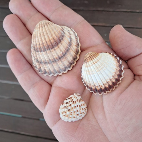 Natural seashell collection like new, pack of 25, various sizes