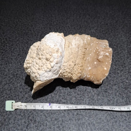 Fossilized Horn Coral with Calcite Crystals like new, 545g