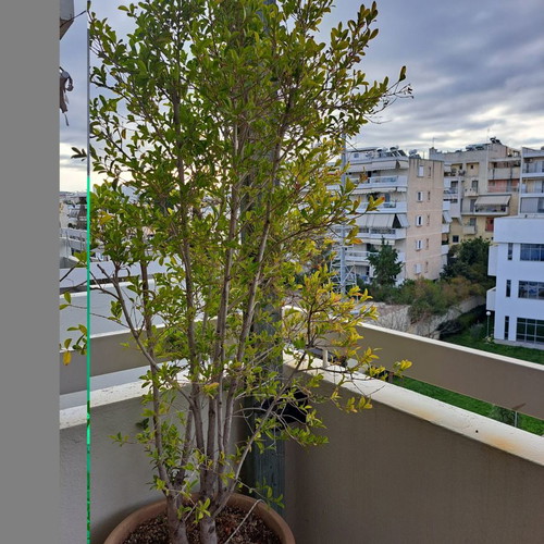 Δέντρο Ευγενία μεταχειρισμένο με κρητικό πυθάρι 155εκ και 48εκ