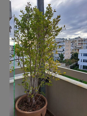 Δέντρο Ευγενία μεταχειρισμένο με κρητικό πυθάρι 155εκ και 48εκ