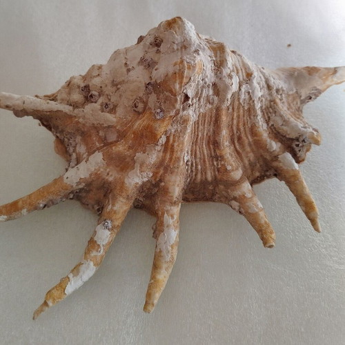 Seashells used, pack of 2 very old over 40 years
