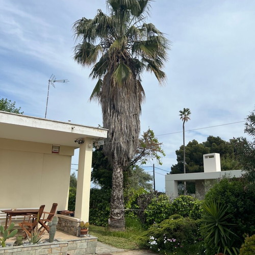 Washingtonia palms like new, 12-13 meters and 10-11 meters