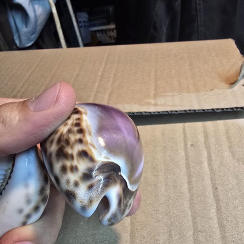 Set of 2 Purple Top Tiger Cowrie decorative shells