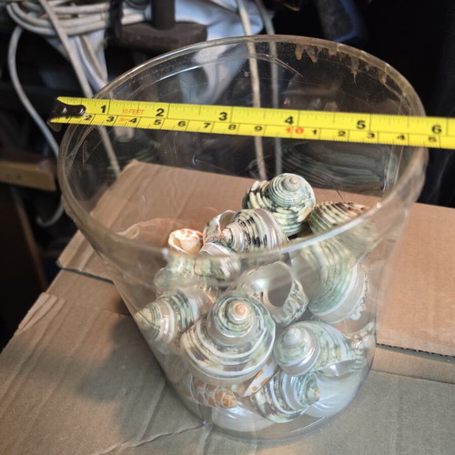 Natural large green Turbo shells set, decorative seashells