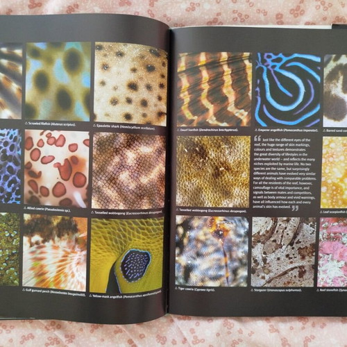 Reef Exploring the Underwater World book like new