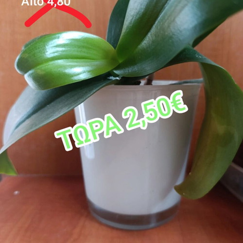 Glass cylindrical planter pot