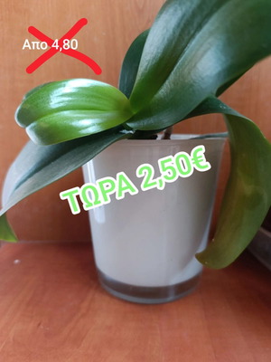 Glass cylindrical planter pot