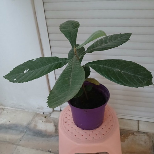 Loquat plant 2 years old, new