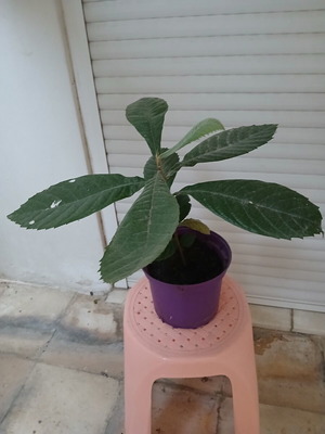 Loquat plant 2 years old, new
