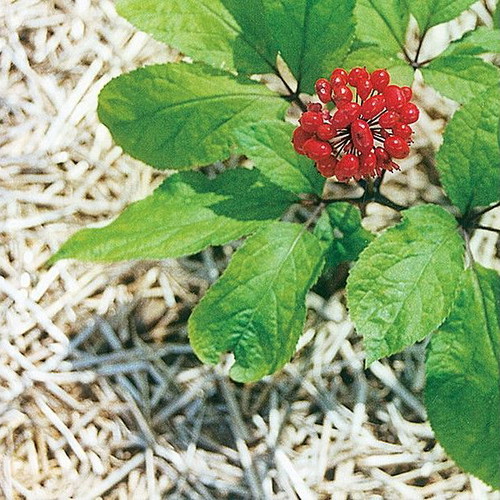 Panax Ginseng seeds, pack of 10, fresh for planting