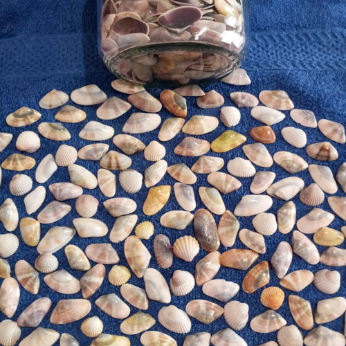 Jar of seashells like new, colorful for crafts and candle making