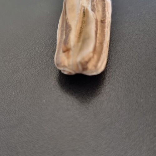 Fossil horse teeth like new from Nea Moudania sea