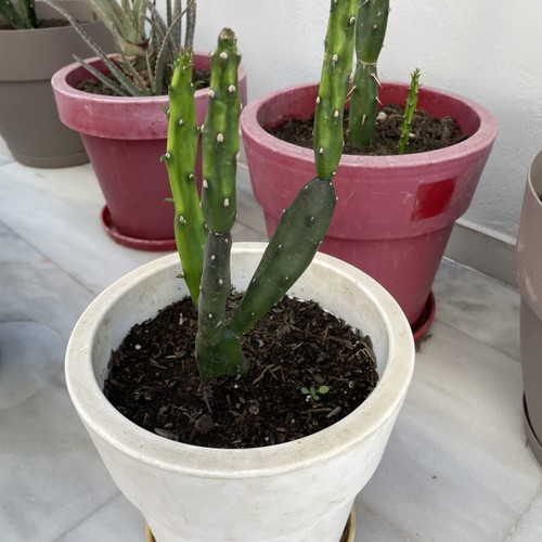 Cactus medium size in pot new