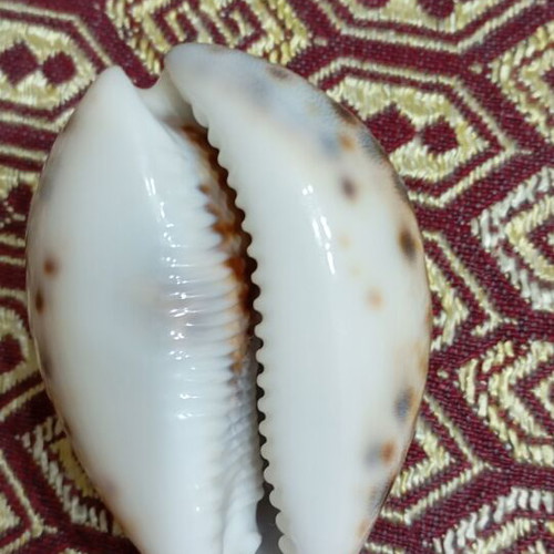 Cypraea tigris seashells like new, set of two, 8cm and 9cm