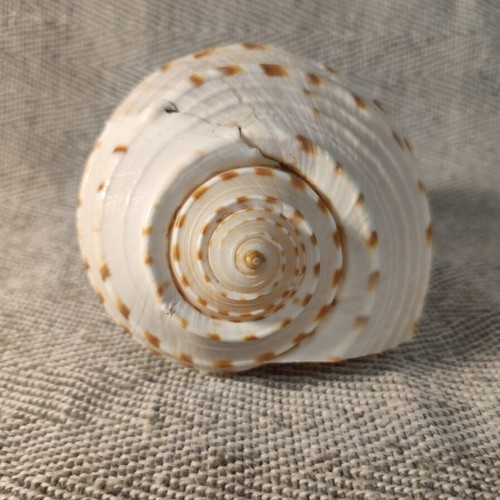 Tonna seashell like new