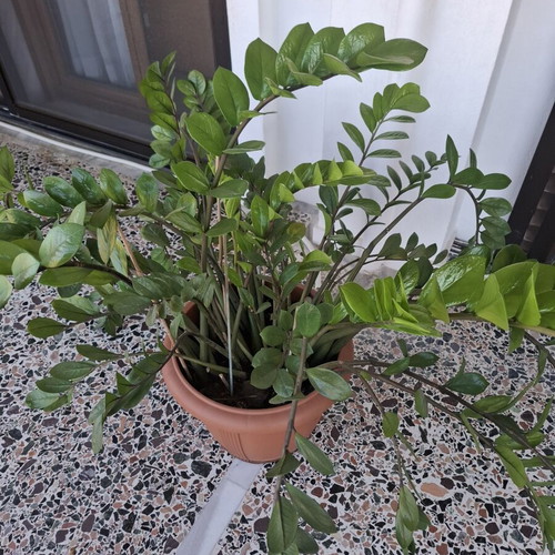 Zamioculcas plant, large, 1 meter tall, lush foliage