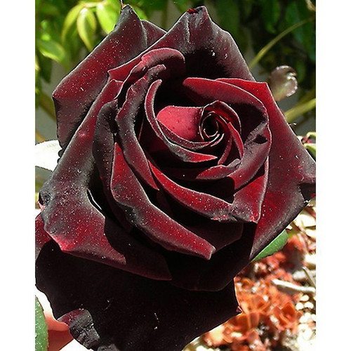Black Baccara deep red rose seeds, pack of 25