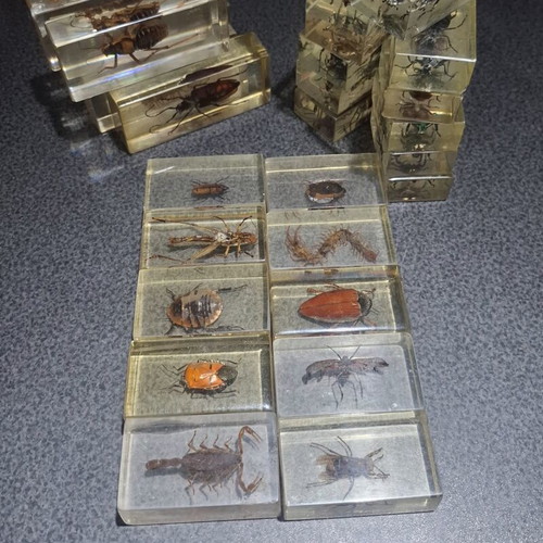 Insect and Arthropod Collection like new, 27 pieces in resin