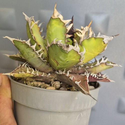 Agave Titanota Red Catweazle new