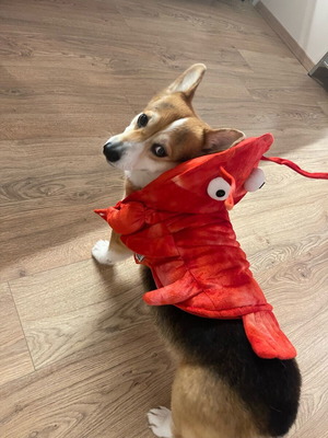 Топъл костюм на омар за куче