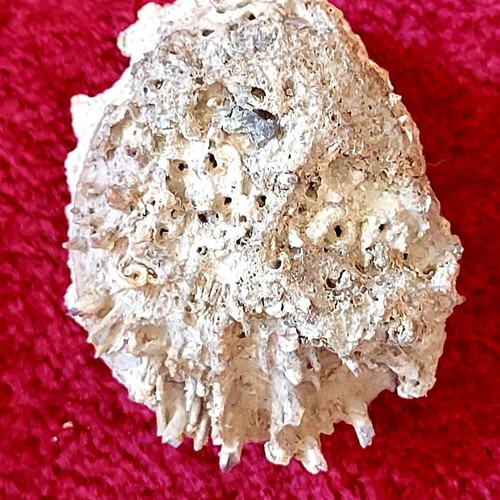Spondylus Gaederopus Seashell used, Mediterranean bivalve