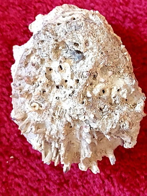 Spondylus Gaederopus Seashell used, Mediterranean bivalve