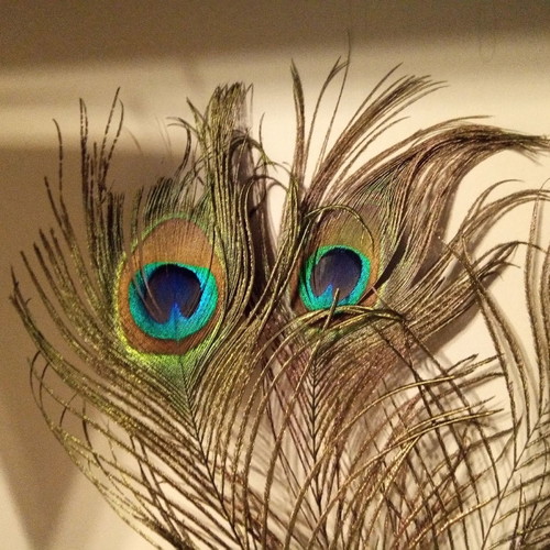 Peacock feather new, length 28 centimeters