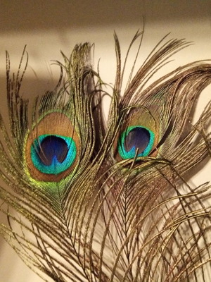 Peacock feather new, length 28 centimeters