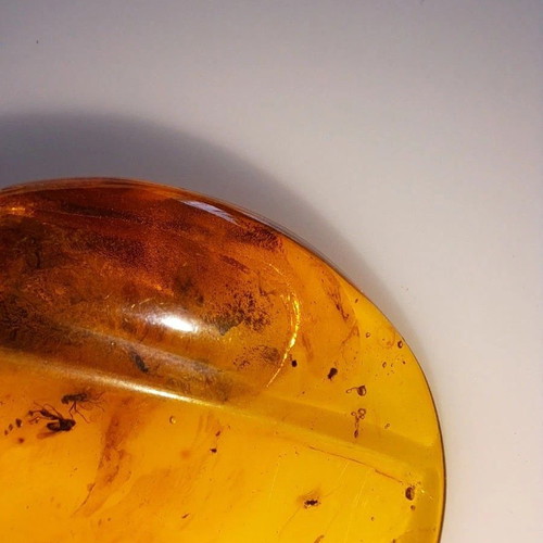 Baltic Amber Stone with Ancient Insects New