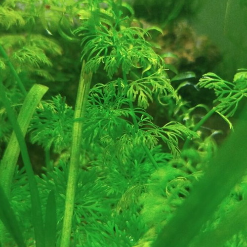 Aquarium plants with 4 roots, easy to multiply, low requirements