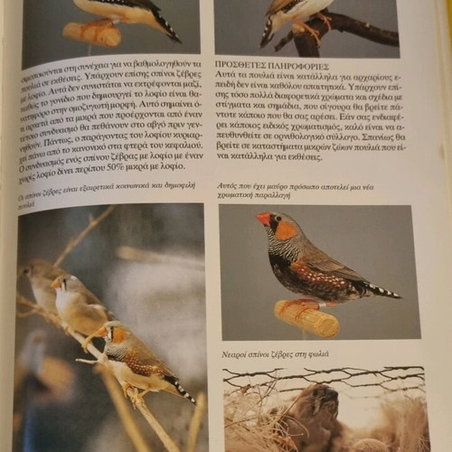 Illustrated bird book like new