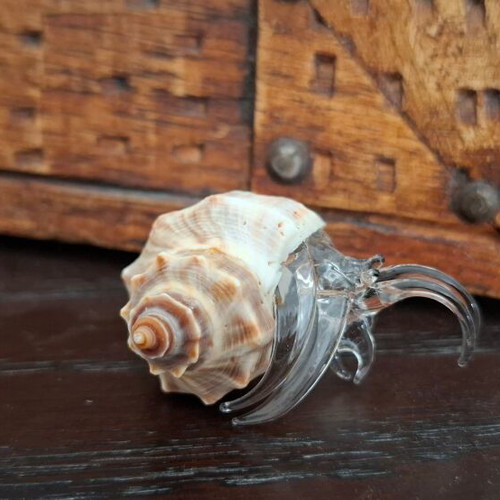 Decorative collection of real shells with crystal new