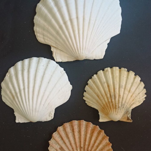 Natural Scallop Shells Set of 4 Like New
