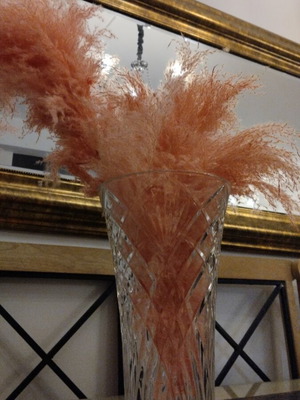 Decorative plants like new, feathers