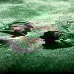 Ασημένιο δαχτυλίδι 925