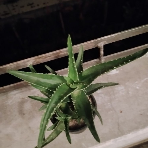 Φυτό σε γλάστρα Aloe vera και Aloe arborescens με πολλαπλά βλαστάρια