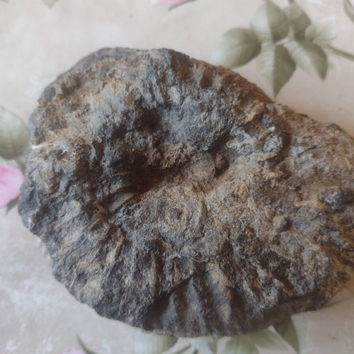 Decorative ammonite fossil like new