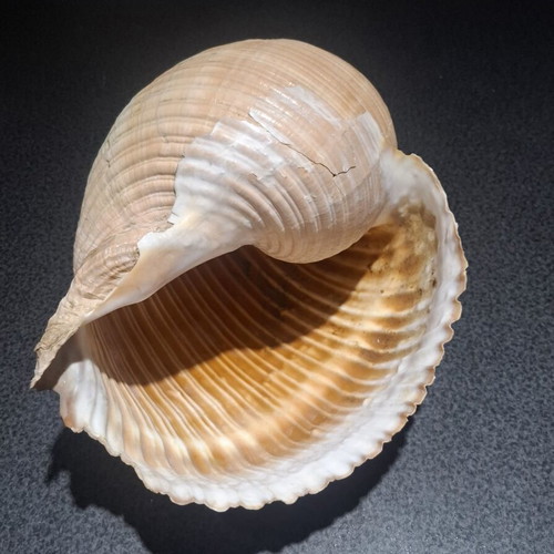 Tonna galea large collectible seashell, 19cm