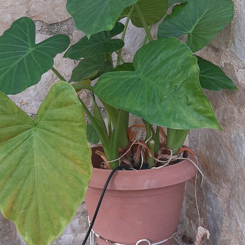Alocasia, 2 pieces, height 1.00m and 1.20m