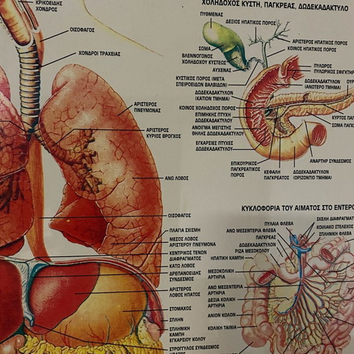 Digestive system poster used, 70x50cm, hard glossy paper