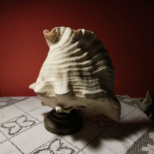 Natural shell lamp with bronze base, set of 2