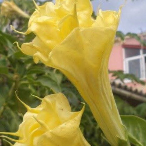 Datura metel 'Golden Queen' new aromatic shrub