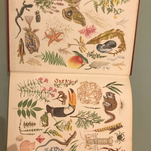 The World of Plants and Animals Volume 1 like new, Biology - Zoology